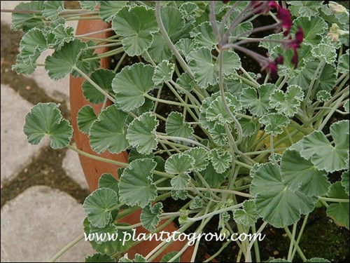 silvery gray velvety leaves